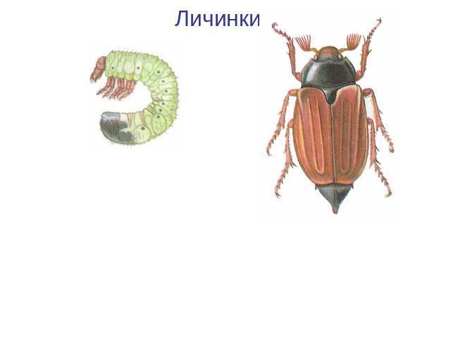 Личинки Личинка майского жукаМайский жук