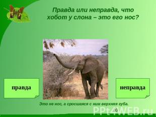 Правда или неправда, что хобот у слона – это его нос?Это не нос, а сросшаяся с н