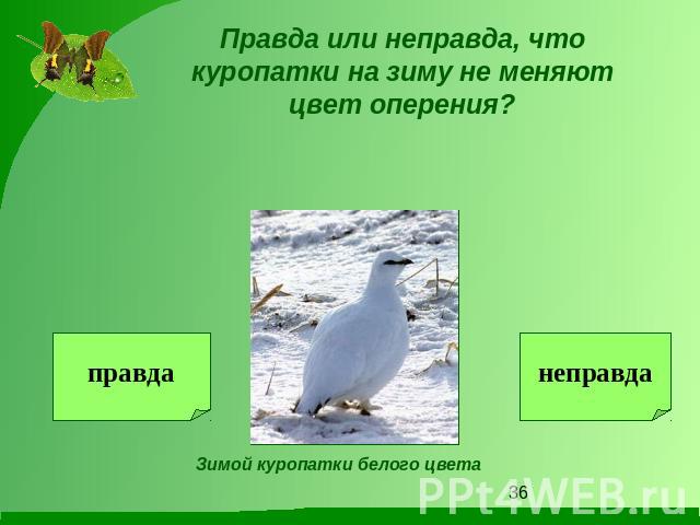 Правда или неправда, что куропатки на зиму не меняют цвет оперения?Зимой куропатки белого цвета