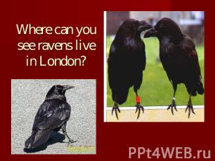 Where can you see ravens live in London?