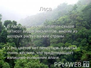 Леса В Австралии насчитывается свыше пятисот видов эвкалиптов, многие из которых