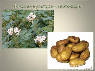 Полевая культура - картофель