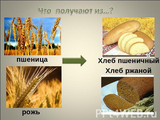 Что получают из…? пшеницаХлеб пшеничныйХлеб ржанойрожь