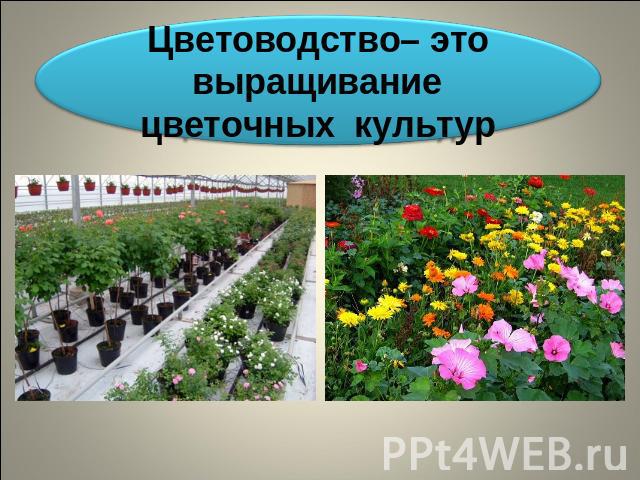 Цветоводство– это выращивание цветочных культур