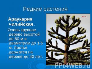 Редкие растения Араукария чилийская . Очень крупное дерево высотой до 60 м и диа