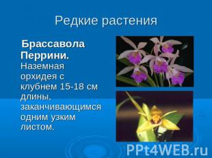 Редкие растения Брассавола Перрини. Наземная орхидея с клубнем 15-18 см длины, з