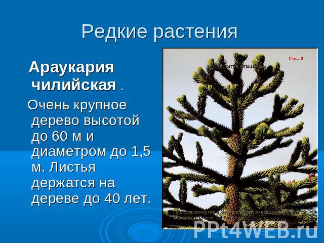 Редкие растения Араукария чилийская . Очень крупное дерево высотой до 60 м и диаметром до 1,5 м. Листья держатся на дереве до 40 лет.