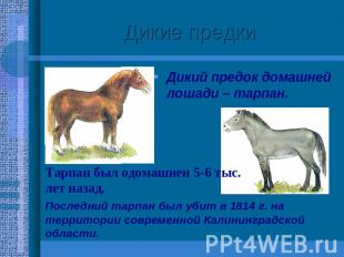 Дикие предки Дикий предок домашней лошади – тарпан. Тарпан был одомашнен 5-6 тыс