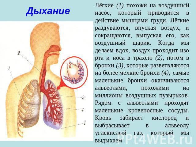 ДыханиеЛёгкие (1) похожи на воздушный насос, который приводится в действие мышцами груди. Лёгкие раздуваются, впуская воздух, и сокращаются, выпуская его, как воздушный шарик. Когда мы делаем вдох, воздух проходит изо рта и носа в трахею (2), потом …