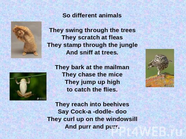 So different animalsThey swing through the treesThey scratch at fleasThey stamp through the jungleAnd sniff at trees.They bark at the mailmanThey chase the miceThey jump up highto catch the flies.They reach into beehivesSay Cock-a -dodle- dooThey cu…