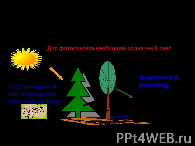 Роль зелёных растений в поддержаниипостоянного газового состава атмосферы и обеспечении кислородом и органическими веществами всех живых организмов