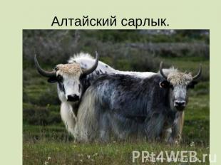 Алтайский сарлык.