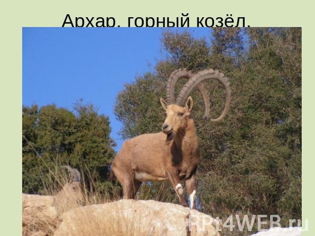 Архар, горный козёл.