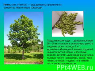 Ясень (лат. Fraxinus) — род древесных растений из семейства Маслиновые (Oleaceae