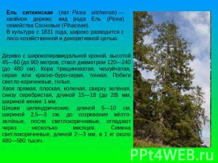Ель ситхинская (лат. Picea sitchensis) — хвойное дерево; вид рода Ель (Picea) се