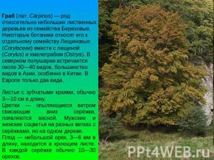 Граб (лат. Cárpinus) — род относительно небольших лиственных деревьев из семейст