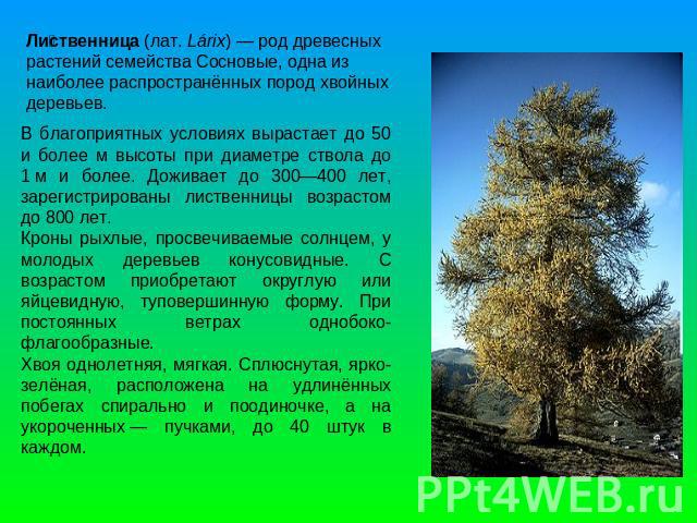 Лиственница (лат. Lárix) — род древесных растений семейства Сосновые, одна из наиболее распространённых пород хвойных деревьев. В благоприятных условиях вырастает до 50 и более м высоты при диаметре ствола до 1 м и более. Доживает до 300—400 лет, за…