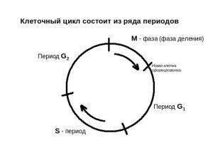 Клеточный цикл состоит из ряда периодов