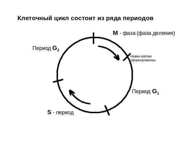 Клеточный цикл состоит из ряда периодов