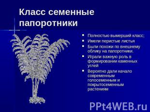 Класс семенные папоротники Полностью вымерший класс;Имели перистые листьяБыли по