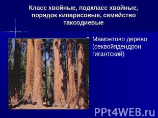 Класс хвойные, подкласс хвойные, порядок кипарисовые, семейство таксодиевые Мамо