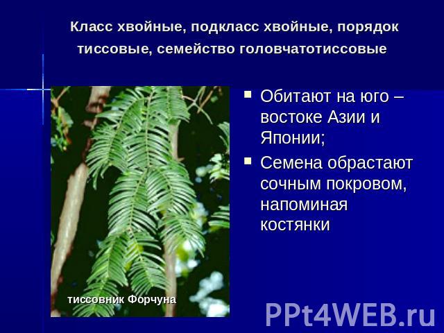 Класс хвойные, подкласс хвойные, порядок тиссовые, семейство головчатотиссовые Обитают на юго – востоке Азии и Японии;Семена обрастают сочным покровом, напоминая костянки