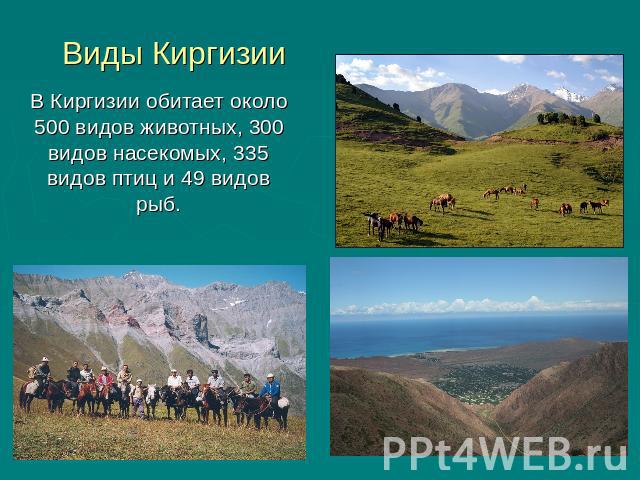 Виды Киргизии В Киргизии обитает около 500 видов животных, 300 видов насекомых, 335 видов птиц и 49 видов рыб.