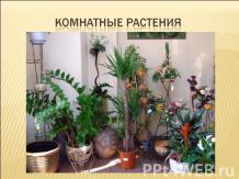 Комнатные растения 5 класс