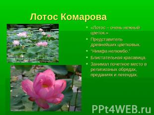 Лотос Комарова «Лотос – очень нежный цветок.»Представитель древнейших цветковых.