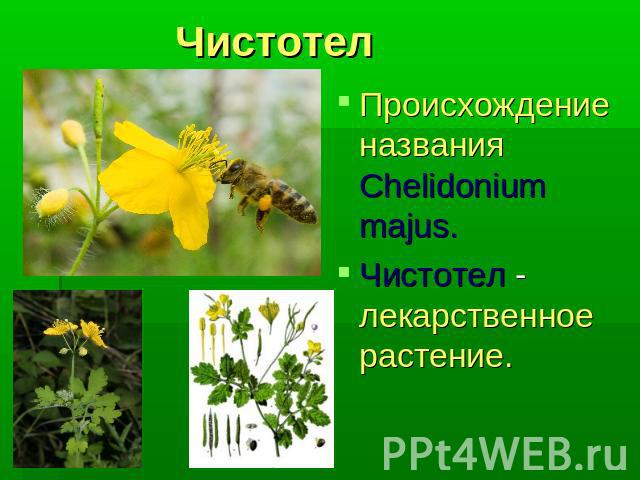 Чистотел Происхождение названия Chelidonium majus.Чистотел - лекарственное растение.