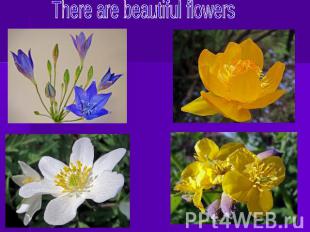There are beautiful flowers