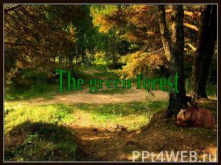 The green forest