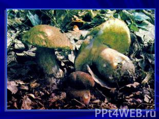 Строение грибов: Мицелий.Плодовое тело.? Из чего они состоят?