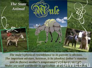 The StateAnimalThe mule’s physical resemblance to its parents is obvious.The imp