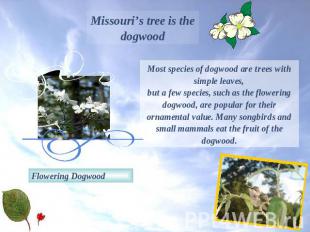 Missouri’s tree is the dogwoodMost species of dogwood are trees with simple leav