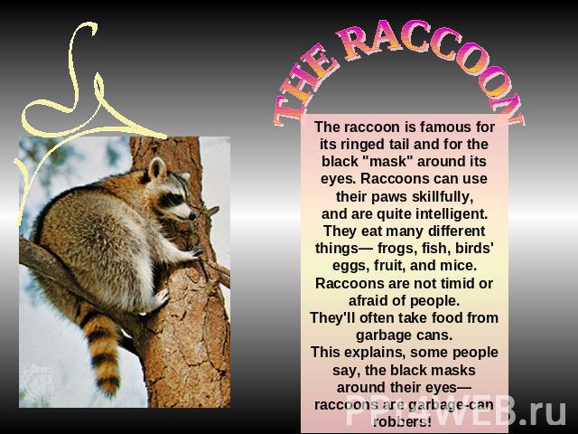 THE RACCOONThe raccoon is famous for its ringed tail and for the black 