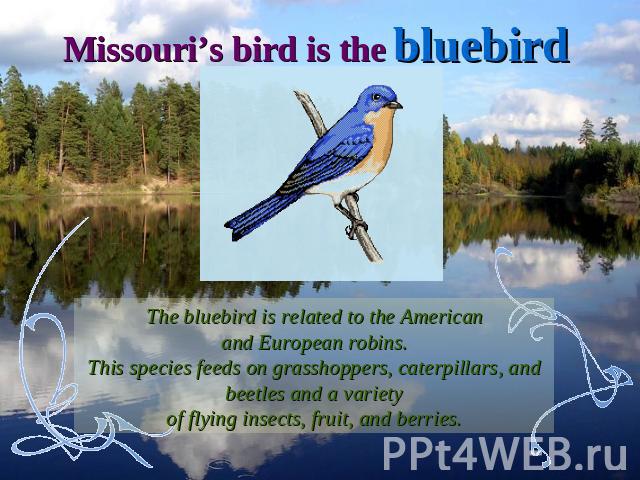 Missouri’s bird is the bluebirdThe bluebird is related to the Americanand European robins.This species feeds on grasshoppers, caterpillars, and beetles and a varietyof flying insects, fruit, and berries.