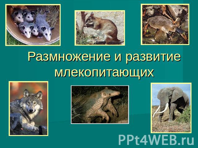 Размножение и развитие млекопитающих