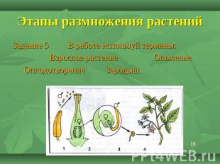 Этапы размножения растений Задание 5 В работе используй термины: Взрослое растен