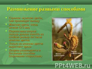 Размножение разными способами Сережки -мужские цветы, они производят пыльцуЖенск