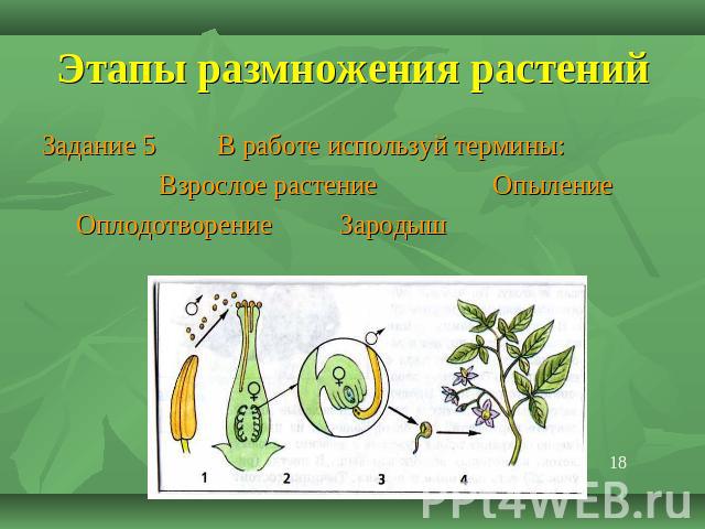 Этапы размножения растений Задание 5 В работе используй термины: Взрослое растение Опыление Оплодотворение Зародыш