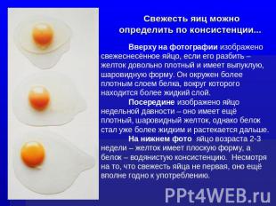 Свежесть яиц можно определить по консистенции... Вверху на фотографии изображено
