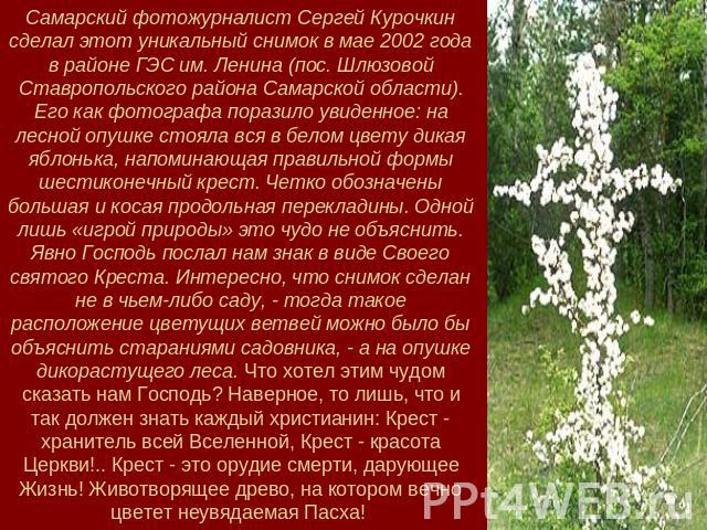 Самарский фотожурналист Сергей Курочкин сделал этот уникальный снимок в мае 2002 года в районе ГЭС им. Ленина (пос. Шлюзовой Ставропольского района Самарской области). Его как фотографа поразило увиденное: на лесной опушке стояла вся в белом цвету д…