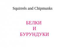 Squirrels and Chipmunks