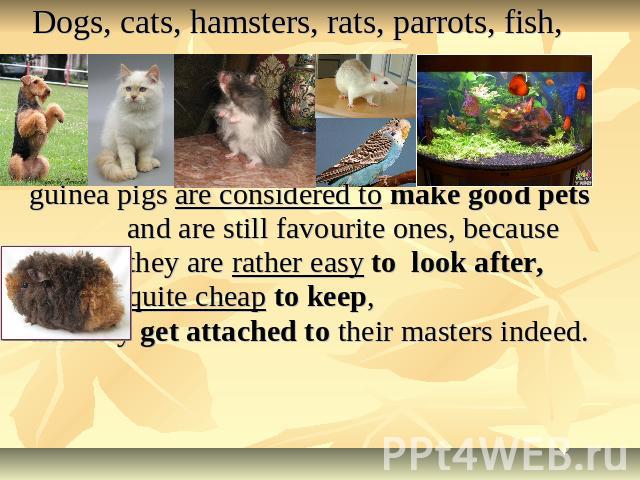 Dogs, cats, hamsters, rats, parrots, fish, guinea pigs are considered to make good pets and are still favourite ones, because they are rather easy to look after, quite cheap to keep, and they get attached to their masters indeed.