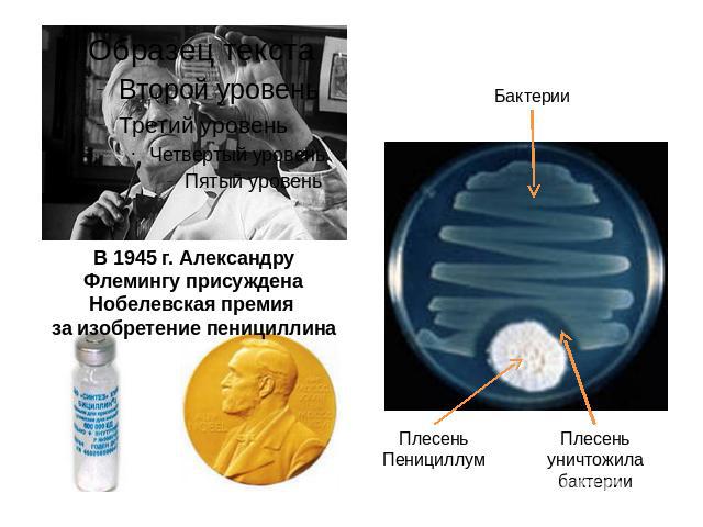 В 1945 г. Александру Флемингу присуждена Нобелевская премия за изобретение пенициллина