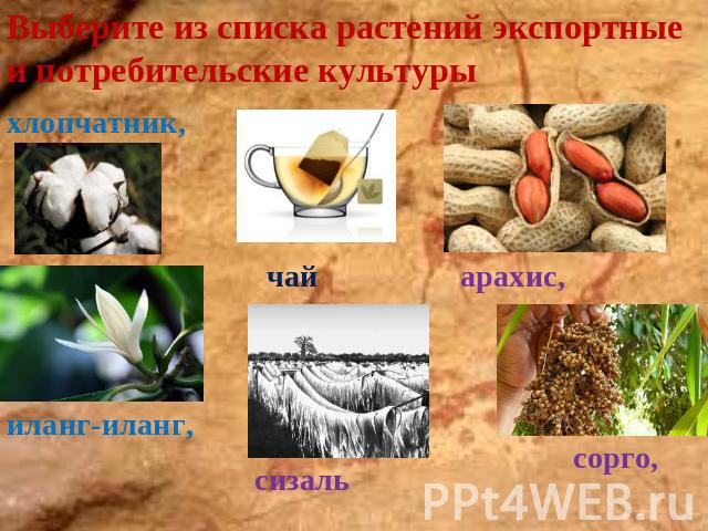 Выберите из списка растений экспортные и потребительские культуры
