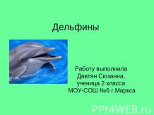 Дельфины 2 класс