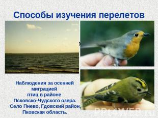 Способы изучения перелетовНаблюдения за осенней миграцией птиц в районе Псковско