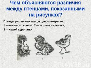 Чем объясняются различия между птенцами, показанными на рисунках?Птенцы различны